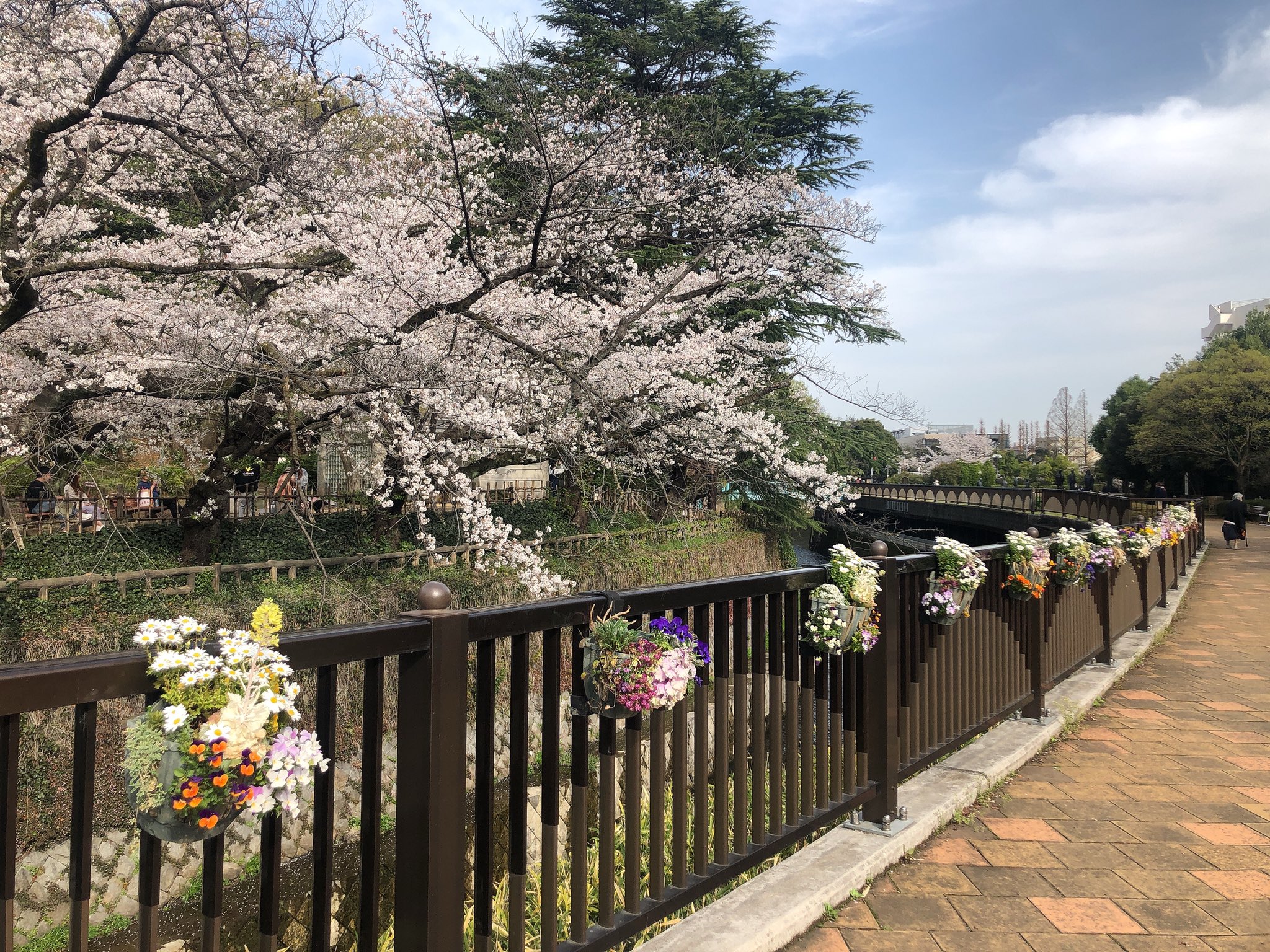 Meguri 毎月のメンテナンスで新中野 ネクストステージ へ 施術と水素吸引で心身軽くなった後 毎年恒例 中野駅から続く長い桜並木を歩いてきました 散り始めかな 中野通りにある新井薬師 哲学堂公園も桜の名所です 風が吹けば桜吹雪で美しさに