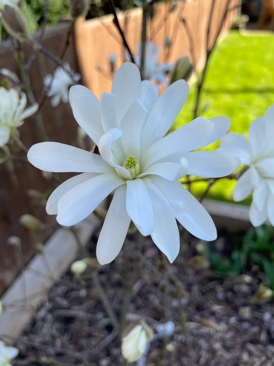 ric892's tweet photo. Hello Magnolia Stellata 😍 https://t.co/tzhujO7XpX