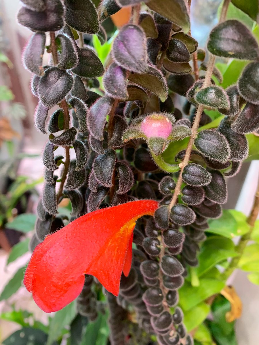 crazy_clever_s's tweet photo. #Columnea #microphylla
結実。播種のタイミング分からんのよね🤔
#コルムネア
#イワタバコ https://t.co/eQdqq7eGNe