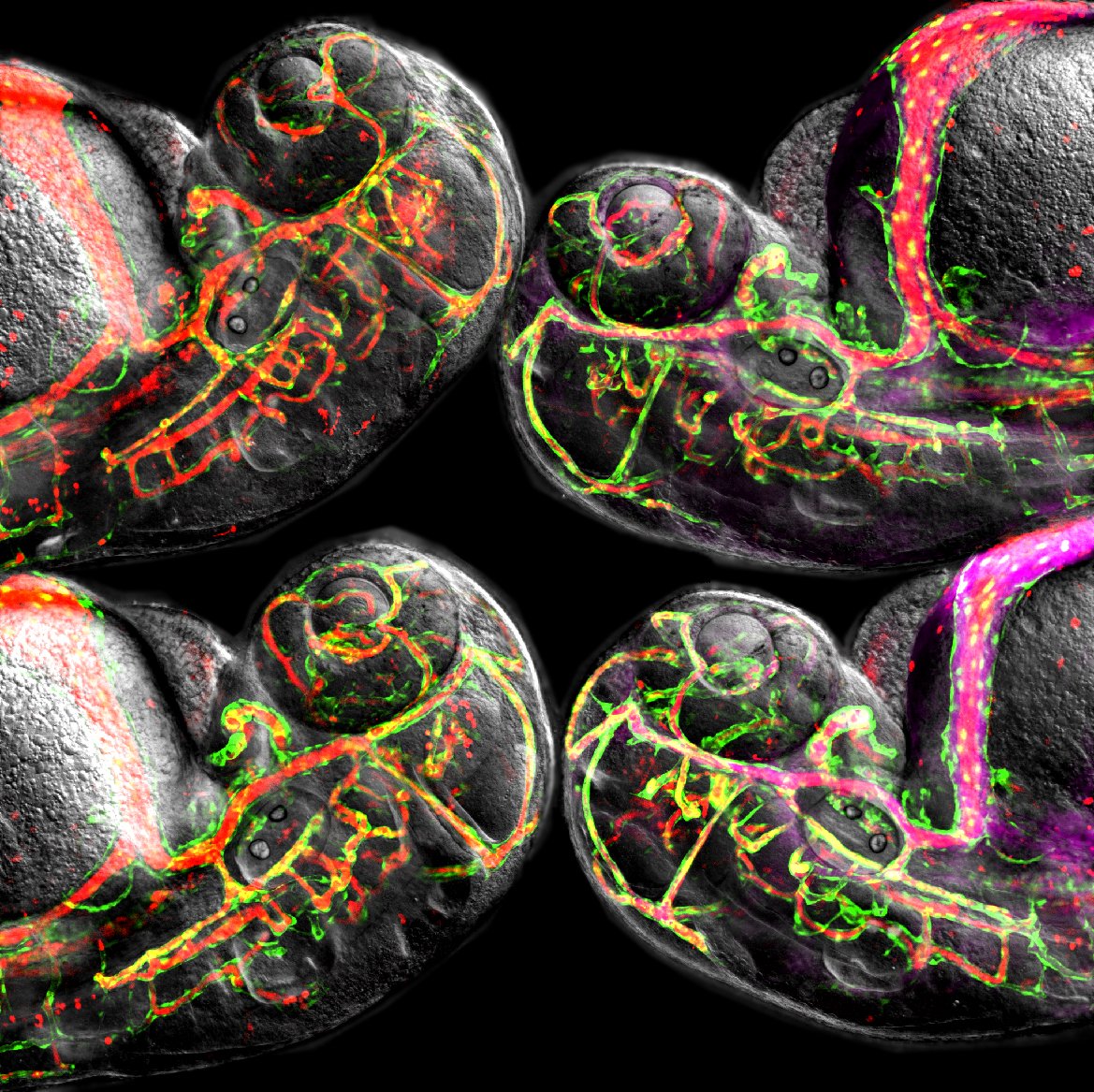 Daniel Castranova tweet media