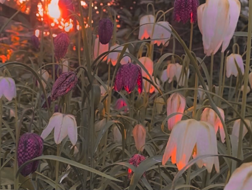 The Waltz Garden tweet media