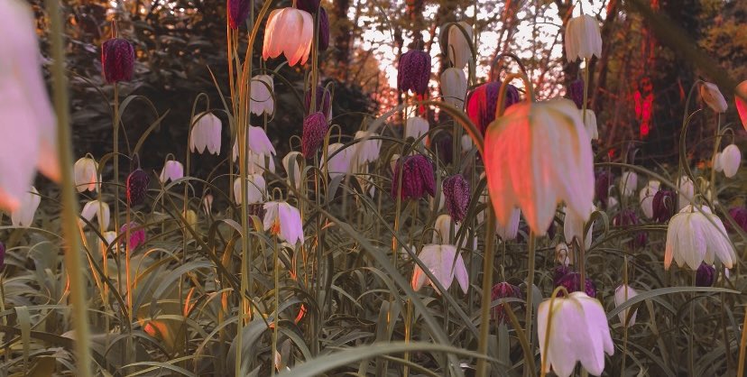 Can someone tell the fairies they left their lanterns on this morning?