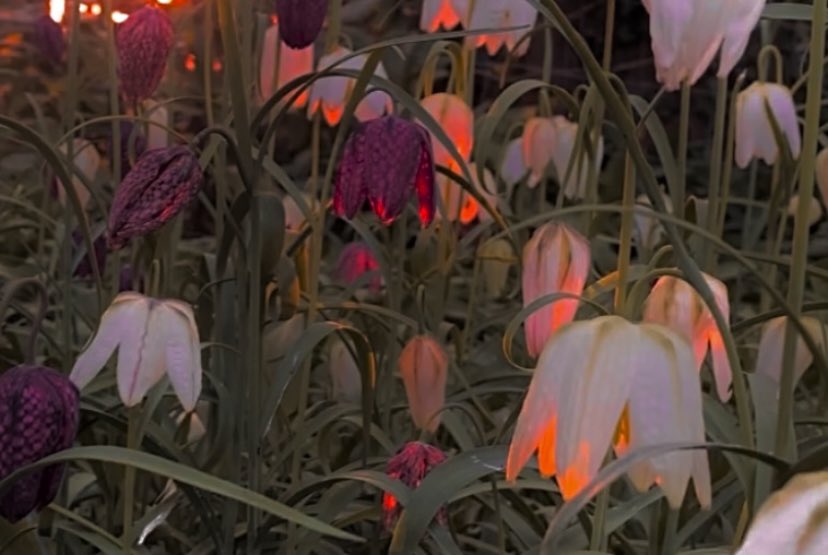 The Waltz Garden tweet media