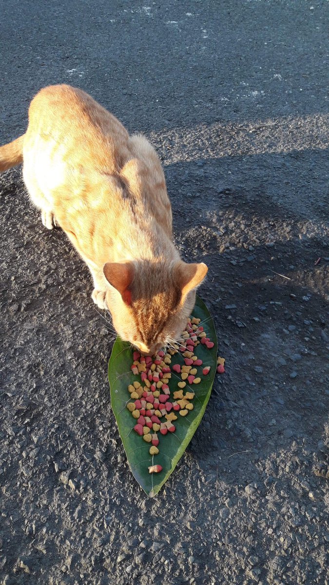 LindaLokie's tweet photo. Smarheart Kitten foodie for Kendrick..Still waiting for his other friends to come. #CatsOfTwitter  #rescuecat  #feedcat #AdoptDontShop #Donations https://t.co/J3kfd3pabI
