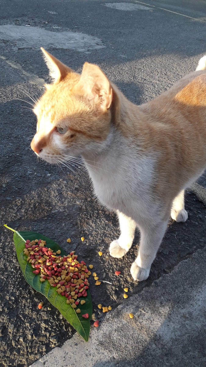 LindaLokie's tweet photo. Smarheart Kitten foodie for Kendrick..Still waiting for his other friends to come. #CatsOfTwitter  #rescuecat  #feedcat #AdoptDontShop #Donations https://t.co/J3kfd3pabI