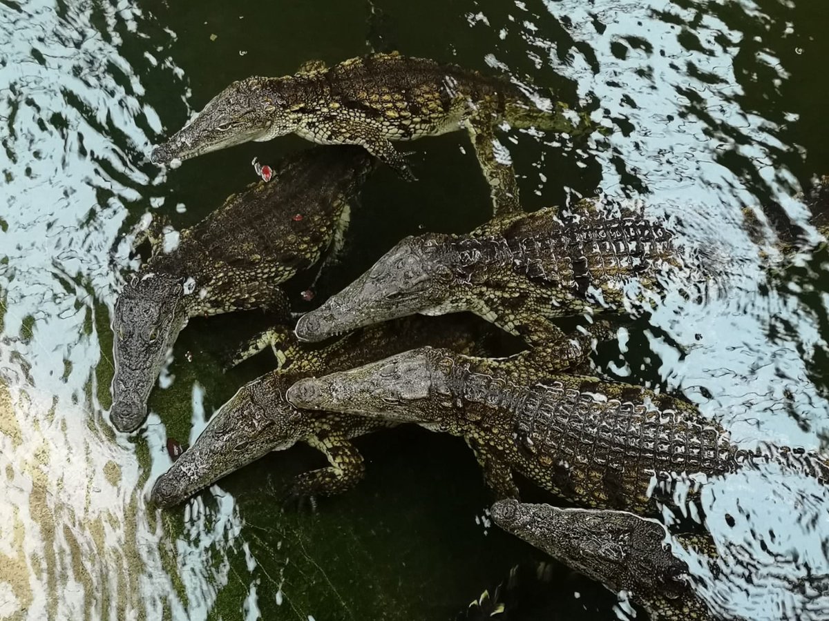 Crocs of the World tweet media