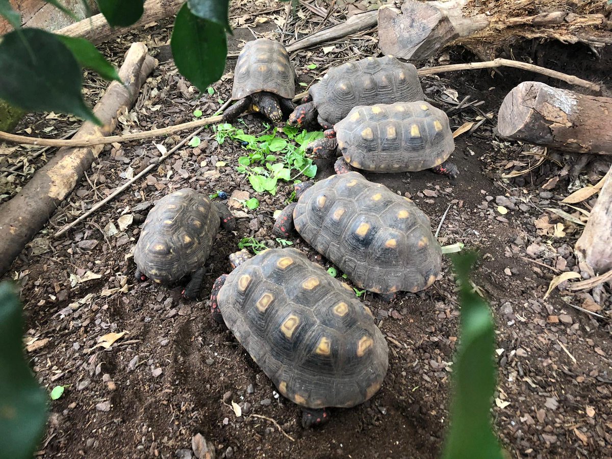 Crocs of the World tweet media