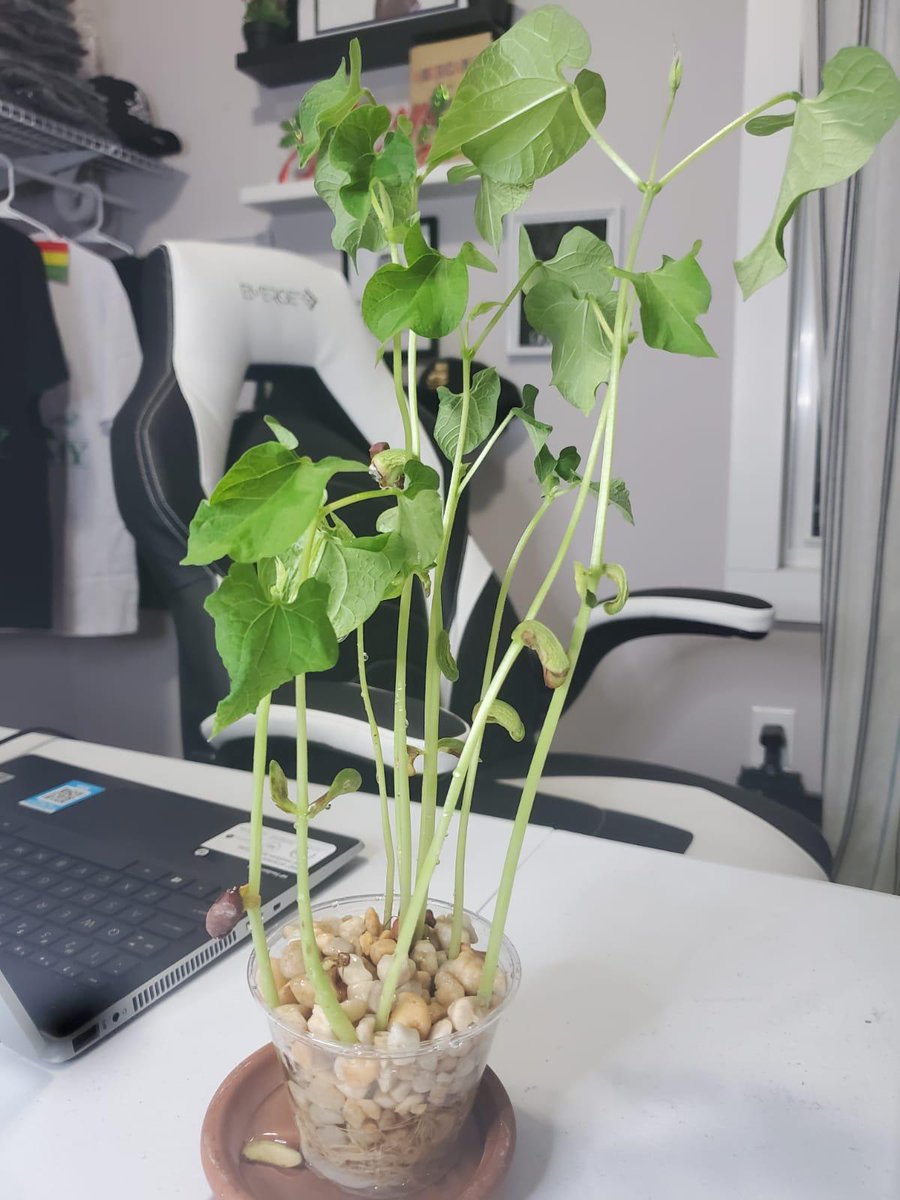 nhphillip's tweet photo. @ParamitaSen17 of @BCCcuny/@CUNY shared these photos of her Env Sci students home projects growing kidney beans in rocks/no soil. Rocks leach required minerals. @DrLRapalo, VP Delgado, VP Ellis, Lt Fraguada & @BCCPublicSafety all assisted. #GeoAg kits donated by Richard Campbell. https://t.co/40loC9h7df