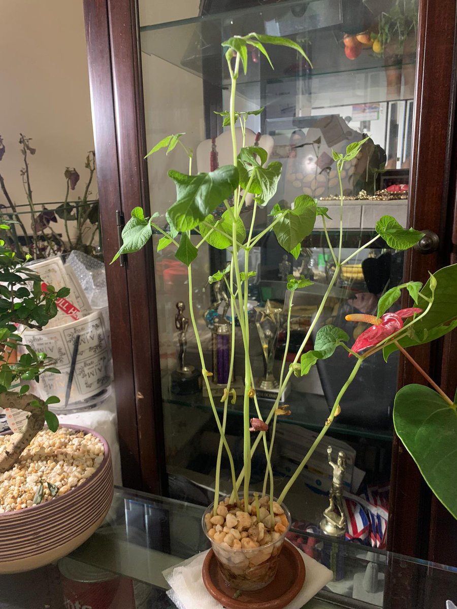 nhphillip's tweet photo. @ParamitaSen17 of @BCCcuny/@CUNY shared these photos of her Env Sci students home projects growing kidney beans in rocks/no soil. Rocks leach required minerals. @DrLRapalo, VP Delgado, VP Ellis, Lt Fraguada & @BCCPublicSafety all assisted. #GeoAg kits donated by Richard Campbell. https://t.co/40loC9h7df