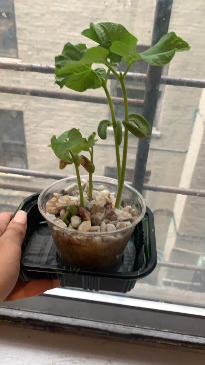nhphillip's tweet photo. @ParamitaSen17 of @BCCcuny/@CUNY shared these photos of her Env Sci students home projects growing kidney beans in rocks/no soil. Rocks leach required minerals. @DrLRapalo, VP Delgado, VP Ellis, Lt Fraguada & @BCCPublicSafety all assisted. #GeoAg kits donated by Richard Campbell. https://t.co/40loC9h7df