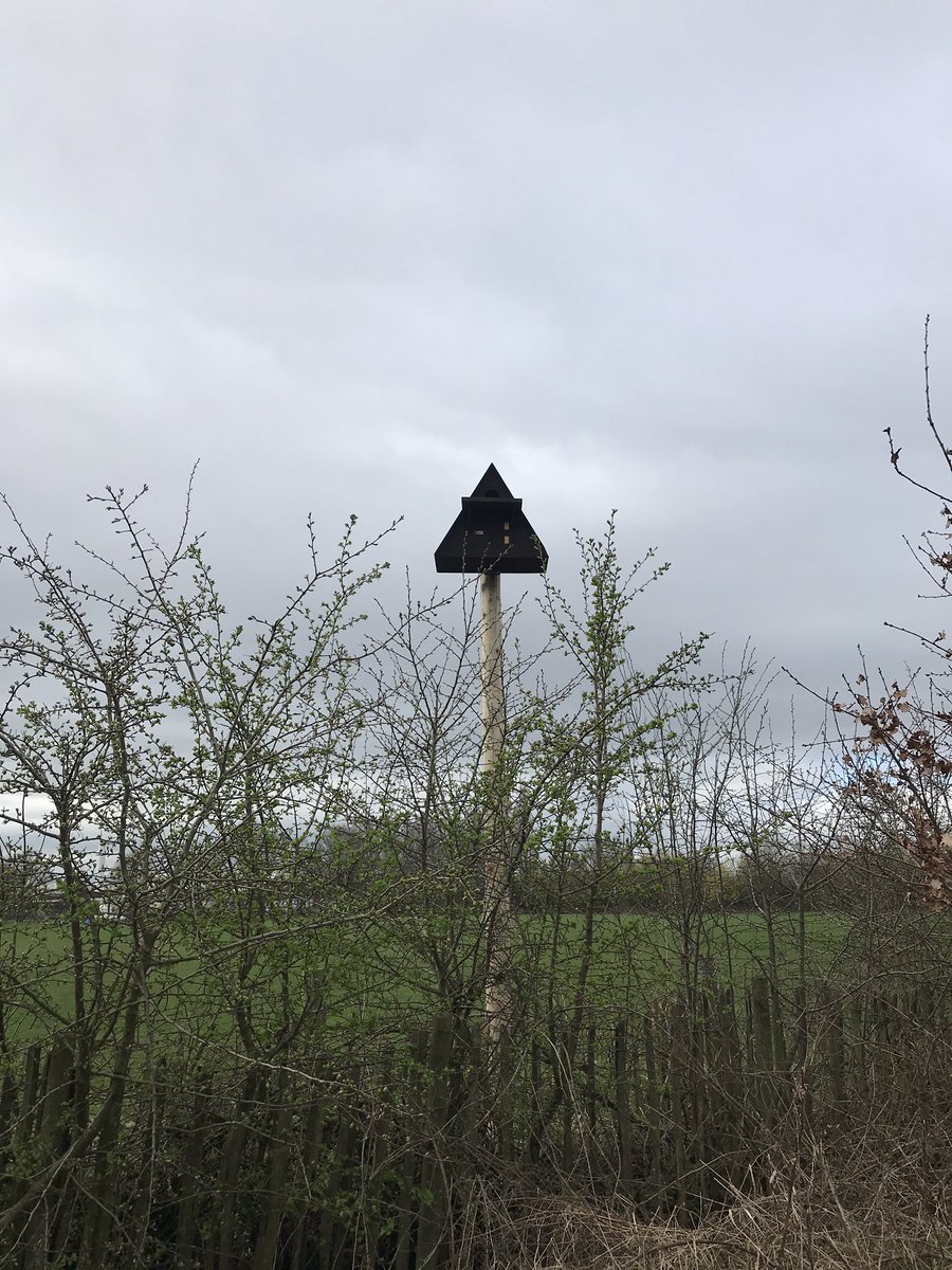 AbundanceYork's tweet photo. Something new in the hegderow!
Barn owl nest box, assume this is the work of @YSJSustain?
Barn Owls have been spotted in the area.
@YorkBirding 
There is also a substantial amount of Blackthorn about to burst into bloom
#BlossomWatchYork2021 https://t.co/vI3JZUSHZD