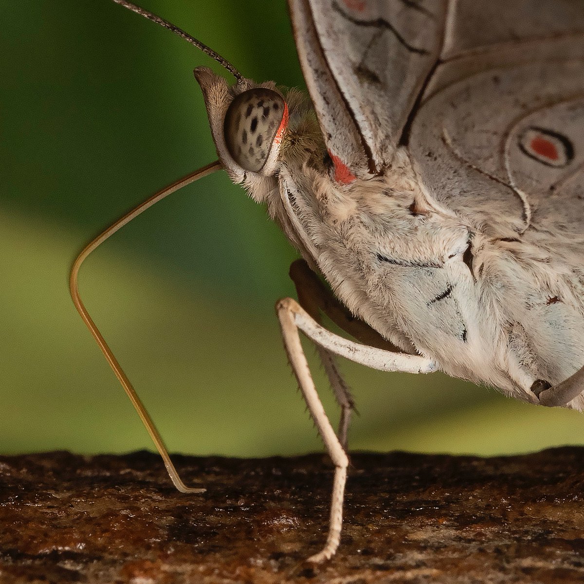 varad_giri's tweet photo. Red-spot Duke feeding.
This straw-like siphoning and sucking type of mouthparts butterflies is rolled like a spring and extended while feeding.
#nidusexplore #MacroMonday #MacroNature #ThePhotoHour #NaturePhotography #radiantdiffuser @BNHSIndia @goldsant @WildlifeMag https://t.co/bXdrilFT1D