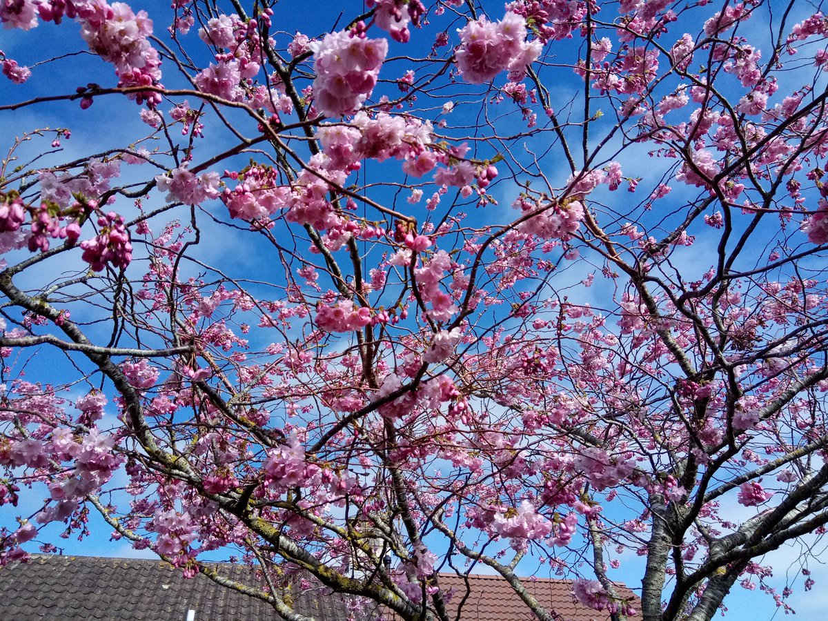 letterappsoc's tweet photo. Will knuckle down and get on with some "very important things" in a minute but well, it felt like foreign lands just for a moment... #peachytea #cherryblossom #nicebiscuits #uptheshed #Japan 😊☕🍑🌸🌸🌸🍪🍪🍪 https://t.co/AirpvnKdhj