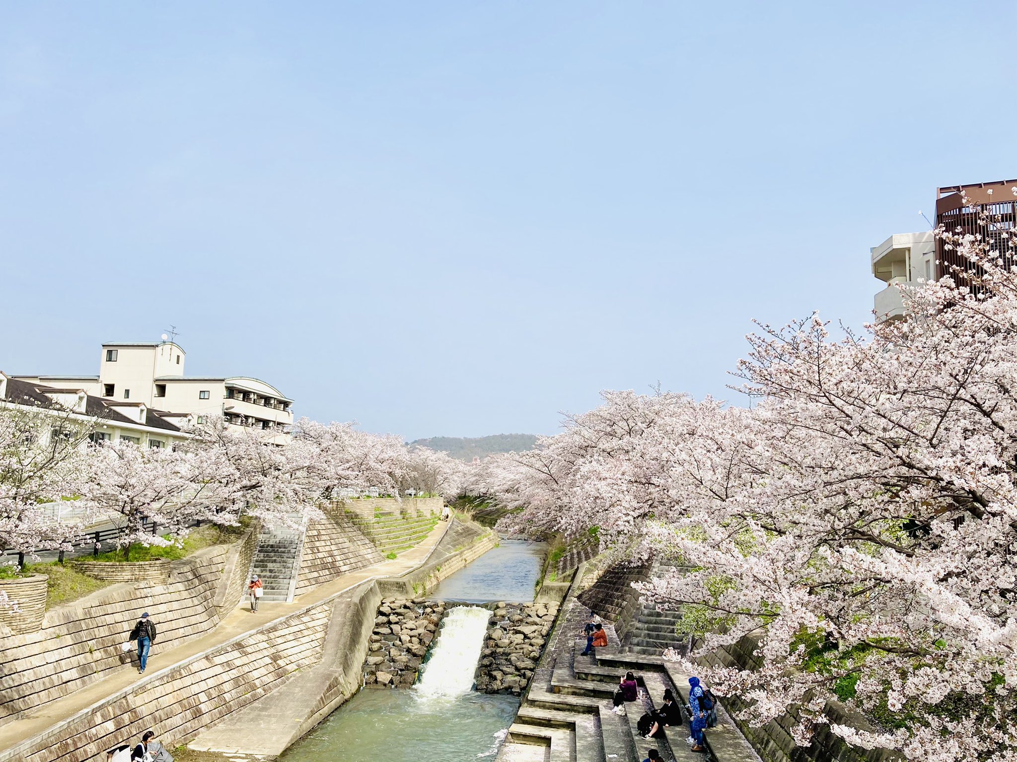 Sachy 奈良クリエイター 奈良の桜は奈良公園もいいのだけど 佐保川沿いの桜並木が最高なのです 観光の方には あまり知られていない穴場ですが あまりにも綺麗なので本当はあまり教えたくない 奈良観光 奈良のおすすめ 奈良が好きな人と繋がりたい