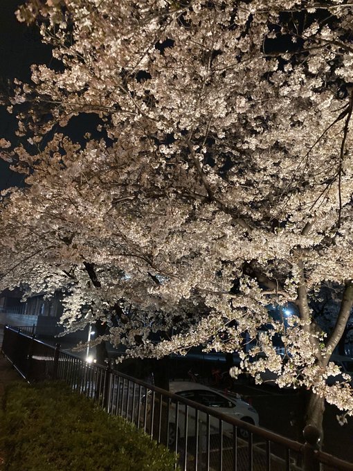 夜桜 高画質 のtwitterイラスト検索結果 古い順 夜桜 高画質 のtwitterイラスト検索結果 古い順