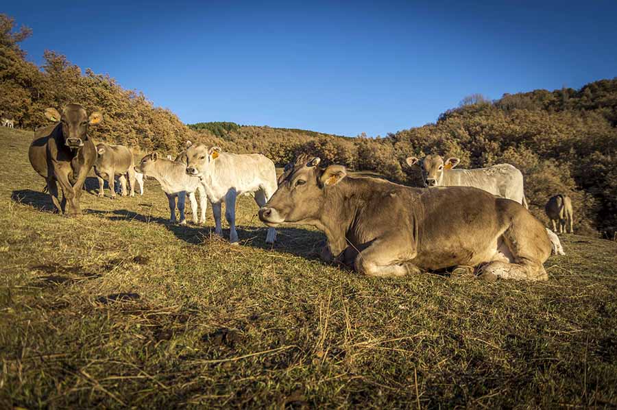 🐄 La carn de vaca ecològica cada vegada té més adeptes: animals criats en llibertat i amb una alimentació natural. @jluquesanz, ens descobreix com treballen a Casa Masover, criadors de vaca bruna del Pirineu 🔪

➡ catradio.cat/canibal