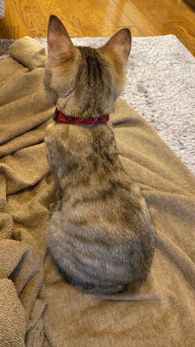 The3854's tweet photo. 猫の後ろ��最高 https://t.co/GT7tGEjeLt