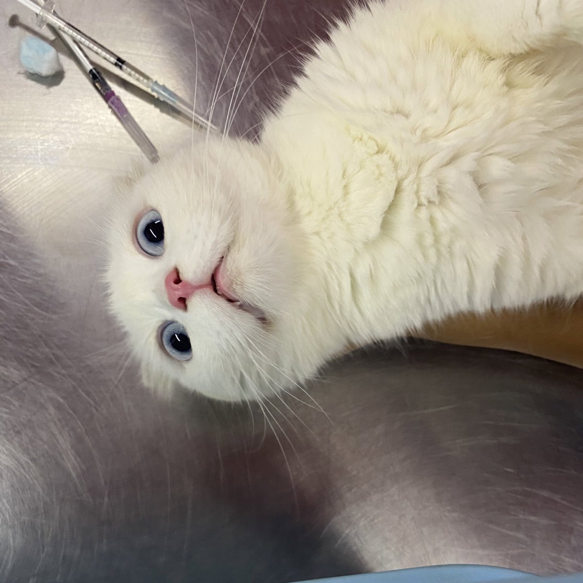 awwwfluffy's tweet photo. เพ้ยนั่นมันเข็มติ้มตูดนี่! https://t.co/6OM4NJIZbr