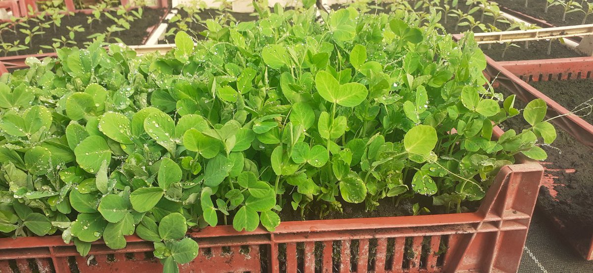 LaRosee_Primeur's tweet photo. On fête l’arrivée du printemps avec les menus de la semaine !
😃😁🌞
Petit pois et feve Français
🔝💯🇫🇷🇫🇷🇫🇷
https://t.co/4Mw7kCLuuJ
#ohmylot #Prayssac #jecuisinemaison #occitanie #saveurscommerce
#les fruits et légumes #occitanie #primeur 👉 https://t.co/AbVki3FHpN https://t.co/99yuMMoecw
