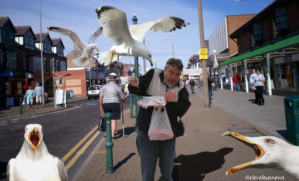 cleveleysnews's tweet photo. Lockdown easements mean that, from today, up to 6 seagulls will be allowed to attack you at one time and steal your food. #ruleof6 #lockdown https://t.co/WJaBYWlh32