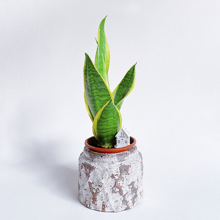 _Sirolopez_'s tweet photo. Elimina del aire el benceno, formaldehído, tricloroetileno, xileno y tolueno del aire. #sansevieria #aulascreativas #plantas #plantasdeinterior #espacioseducativos #esenciaespacios #plantasmedicinales #aulascreativas https://t.co/EVLA1KcjbG
