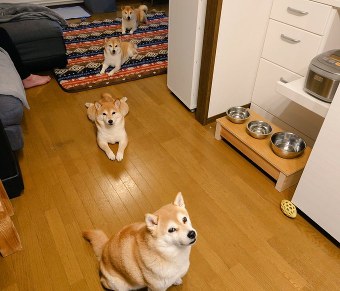 柴犬たちもソーシャルディスタンスばっちり 絶妙な距離感で並ぶ柴犬親子が面白かわいい ねとらぼ