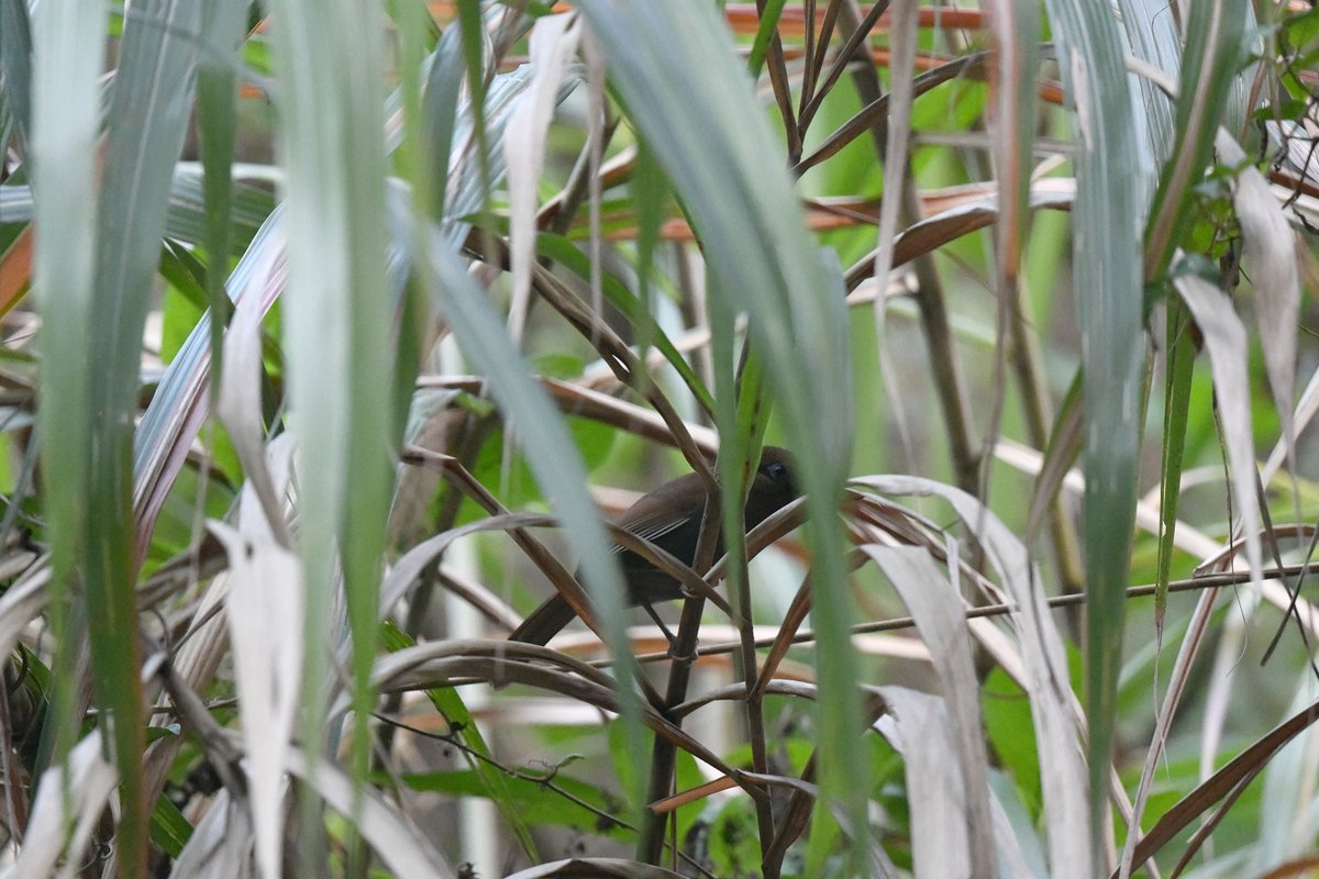 taiwanbirdguide's tweet photo. I'm always excited to see the #RustyLaughingthrush, as they are quite shy and skulking. Always blocked by something.
I walked with them for 15 mins and eventually get one clear photo (last post).

#TaiwanEndemicSpecies #TaiwanBirdGuide #bird #birding #birdtour #Taiwan https://t.co/qHEY3nBtlW