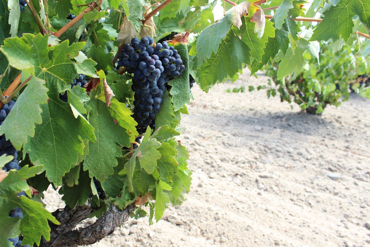 VinodeToro's tweet photo. Lo sabes todo acerca de la #DOToro? ¡Mira!:
👉🏽 La D.O. se fundó en 1987.
👉🏽 El vino de Toro viajó con Cristóbal Colón hacia América en el viaje del Descubrimiento.
👉🏽 Nuestra variedad autóctona es la Tinta de Toro.
👉🏽 5.851 hectáreas de viñedo inscrito y 981 viticultores.😍🍇 https://t.co/AtiLgVlMSF
