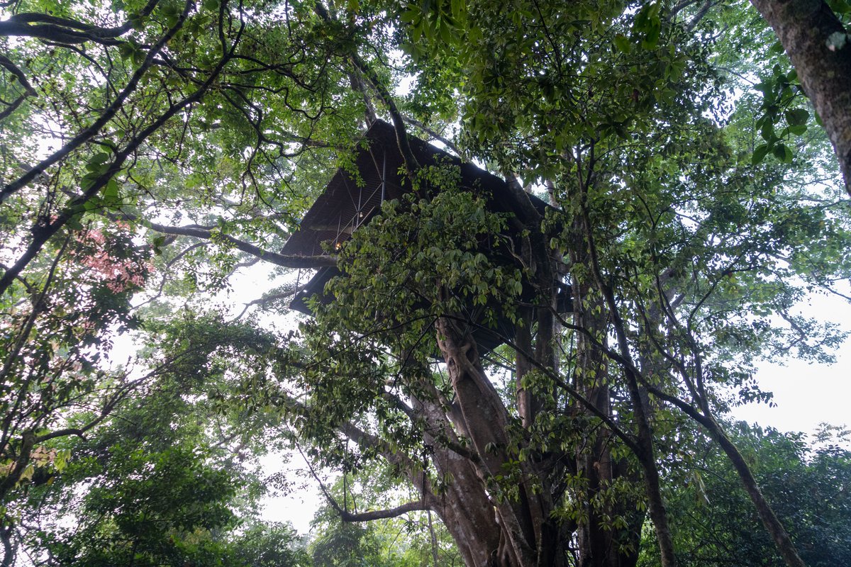 KeralaTourism's tweet photo. Staying in a treehouse is a must-do when visiting Kerala. #MyFirstTrip #KeralaTourism 

📍 Wayanad https://t.co/YfrdovFxi2