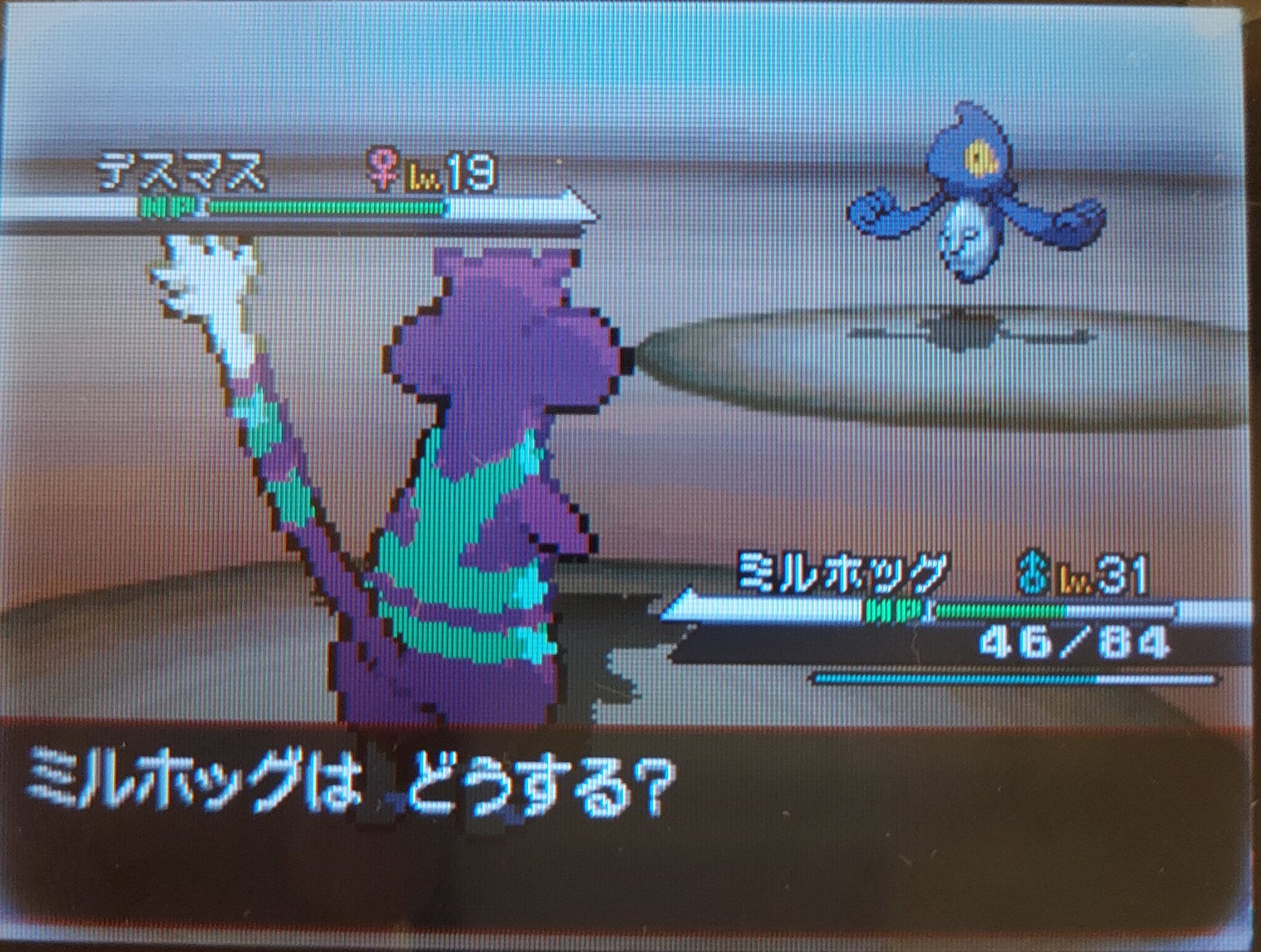 もぐら 匹目で遂に色違いデスマス出ました 沼りすぎだろ T Co Z1yflwfhu3 Twitter