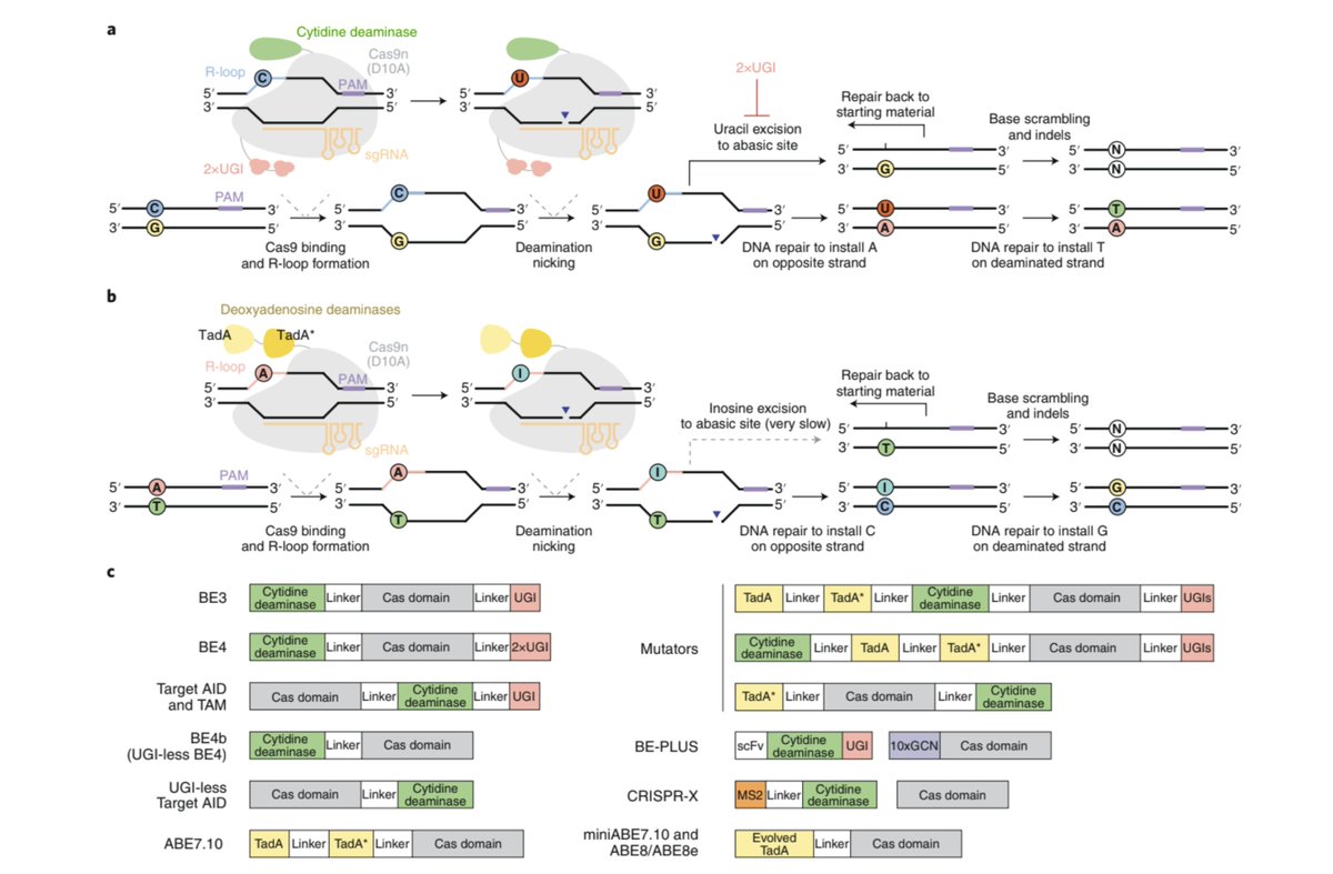 David R. Liu (@davidrliu) on Twitter photo A thread: Many talented scientists including Alexis Komor and <a href="/NicoleGaudelli/">Nicole M. Gaudelli</a> worked tirelessly starting in 2013 to develop and apply cytosine and adenine base editors, systems that directly edit targeted DNA base pairs in living cells without cutting the DNA double helix./1 A thread: Many talented scientists including Alexis Komor and <a href="/NicoleGaudelli/">Nicole M. Gaudelli</a> worked tirelessly starting in 2013 to develop and apply cytosine and adenine base editors, systems that directly edit targeted DNA base pairs in living cells without cutting the DNA double helix./1