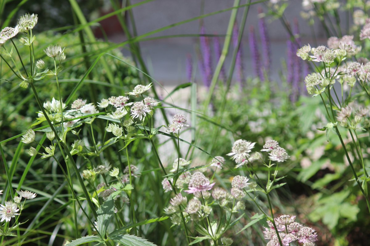 CW_Studio's tweet photo. Are YOUR gardens ready? #fivefriends #didsburygarden https://t.co/YeOF7AND07