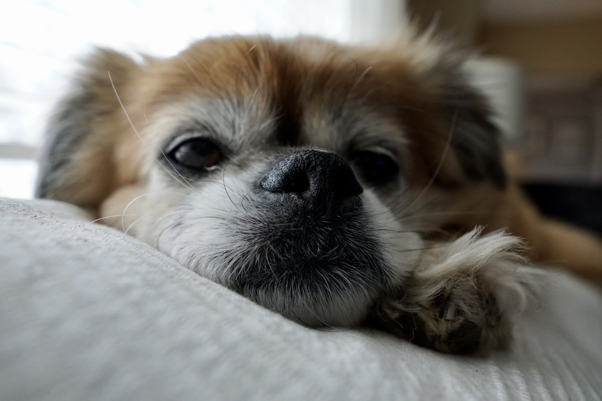 Lil’Roco tweet media