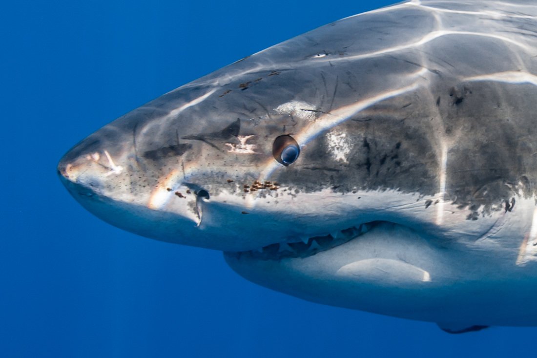 SharkMontauk's tweet photo. They call me BLUE EYES! DYK that white sharks have beautiful blue iris's, not solid black? Generally, sharks are considered to have exceptional vision. Some species are estimated to have a lens 7 times the optical power as a human lens (lemon sharks) 🧐🦈💥

📸 @GeorgeProbst https://t.co/zy84P7GpC6