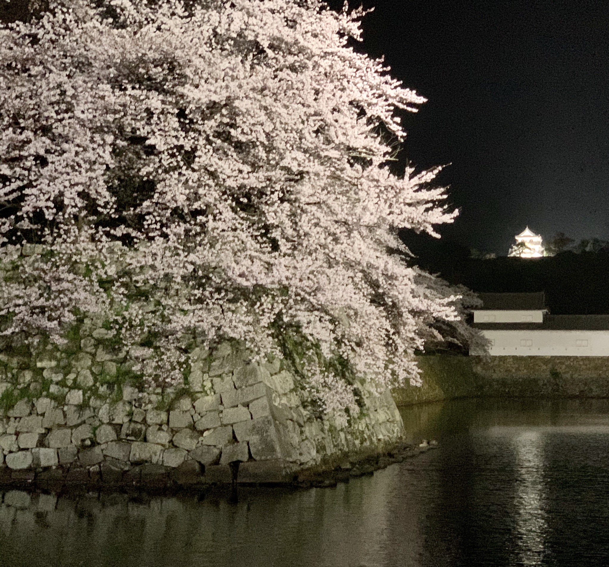 兎花本 彦根城の夕方と夜 コロナ禍だけど 夜の８時までライトアップをしている 綺麗な夜桜を見られて嬉しいけど 大丈夫かな と不安に思う 個人個人の感染対策が出来ていれば良し なんだろうけど 彦根城 桜 夜桜 T Co Sj8gijc5zt Twitter