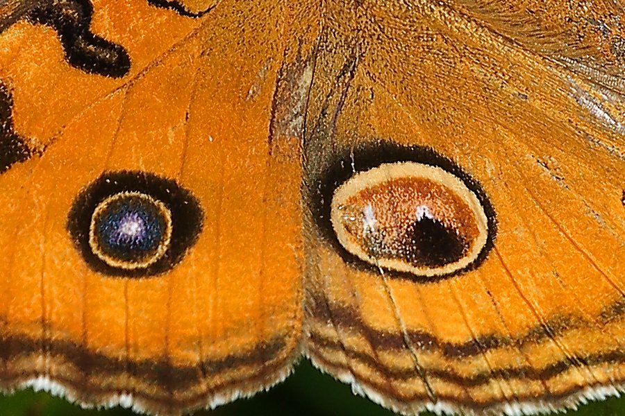 jungle_lodges's tweet photo. Rejuvenate with the earthy colours of the Peacock Pansy!
#ColoursOfTheWild #PeacockPansy #Holi #Holi2021 #FestivalOfColours #ColoursOfNature #ButterflyColours #WildKarnataka #JungleLodges https://t.co/8JSTWmHvUF