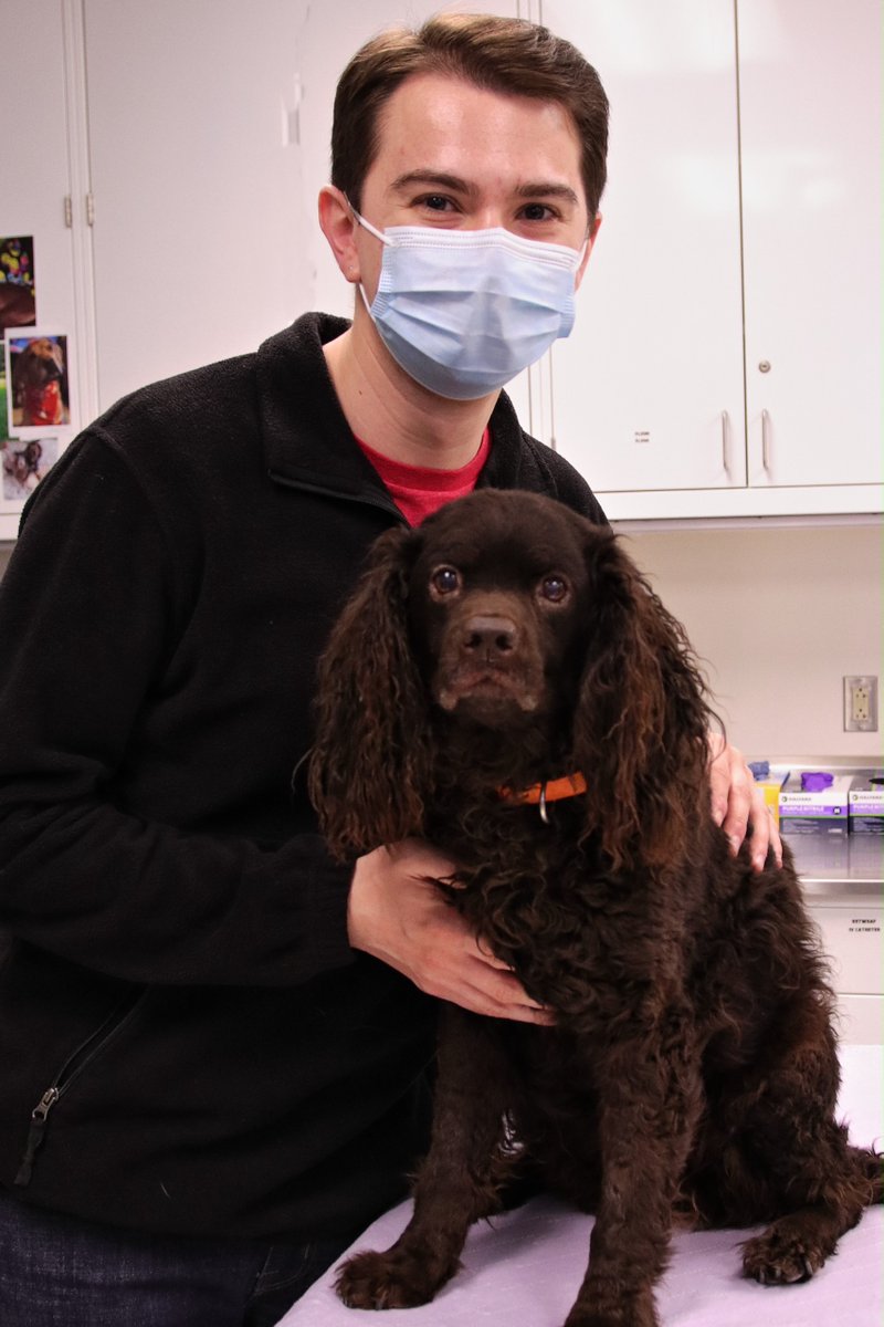 OSUVetPrevMed's tweet photo. How stable is the urine microbiome? @Hale_Microbes, @ryanmrof, and American Water Spaniel, Lola, are a part of a large effort at @OSUVetCollege to study the urine #microbiome, proteins, and #urinalyses in healthy dogs over time. See Ryan’s preprint: https://t.co/bHHKJGx06i https://t.co/O12ZHNfsxG
