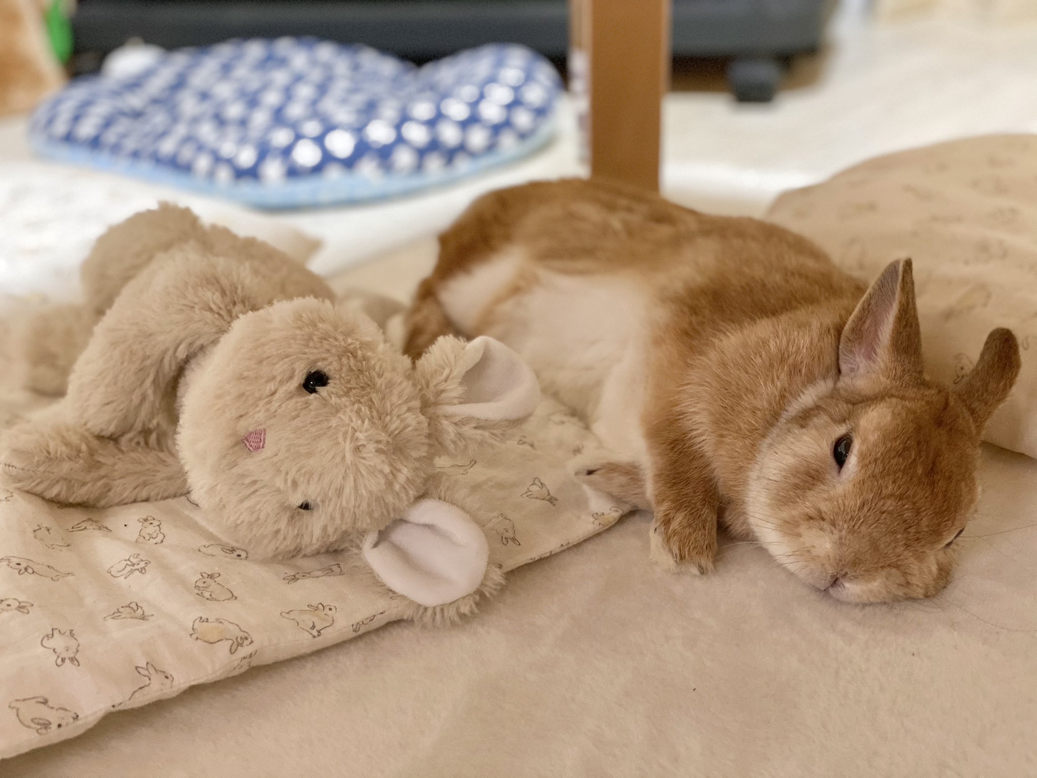 うさぎのランとコナン ㅅ ニトリのクタクタぬいぐるみのうさちゃんと一緒にごろごろ かわいすぎる うさぎ ニトリ T Co Fk7tsbruug Twitter