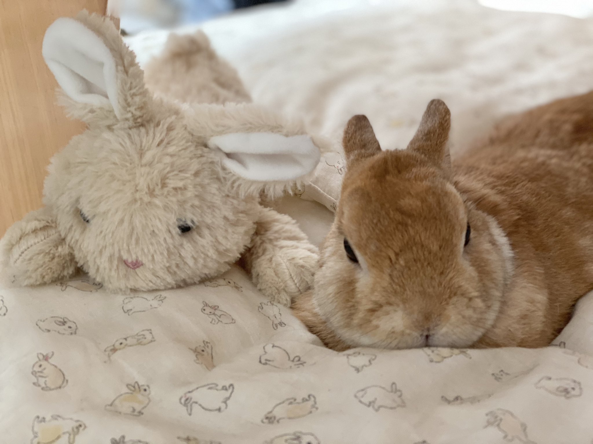 うさぎのランとコナン ㅅ ニトリのクタクタぬいぐるみのうさちゃんと一緒にごろごろ かわいすぎる うさぎ ニトリ T Co Fk7tsbruug Twitter