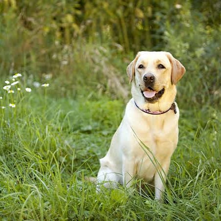 Labrador Retriever Dogs Lovers🇺🇸 tweet media