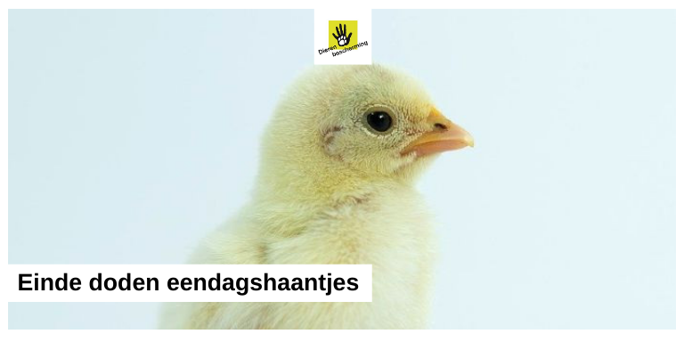 Mooie stap richting einde aan doden van eendagshaantjes bit.ly/3w5Y1hT.

De Dierenbescherming juicht inzet machine <a href="/in_ovo/">In Ovo</a> toe omdat deze techniek ervoor zorgt dat mannelijke embryo’s niet worden uitgebroed en eendaghaantjes niet gedood hoeven te worden.