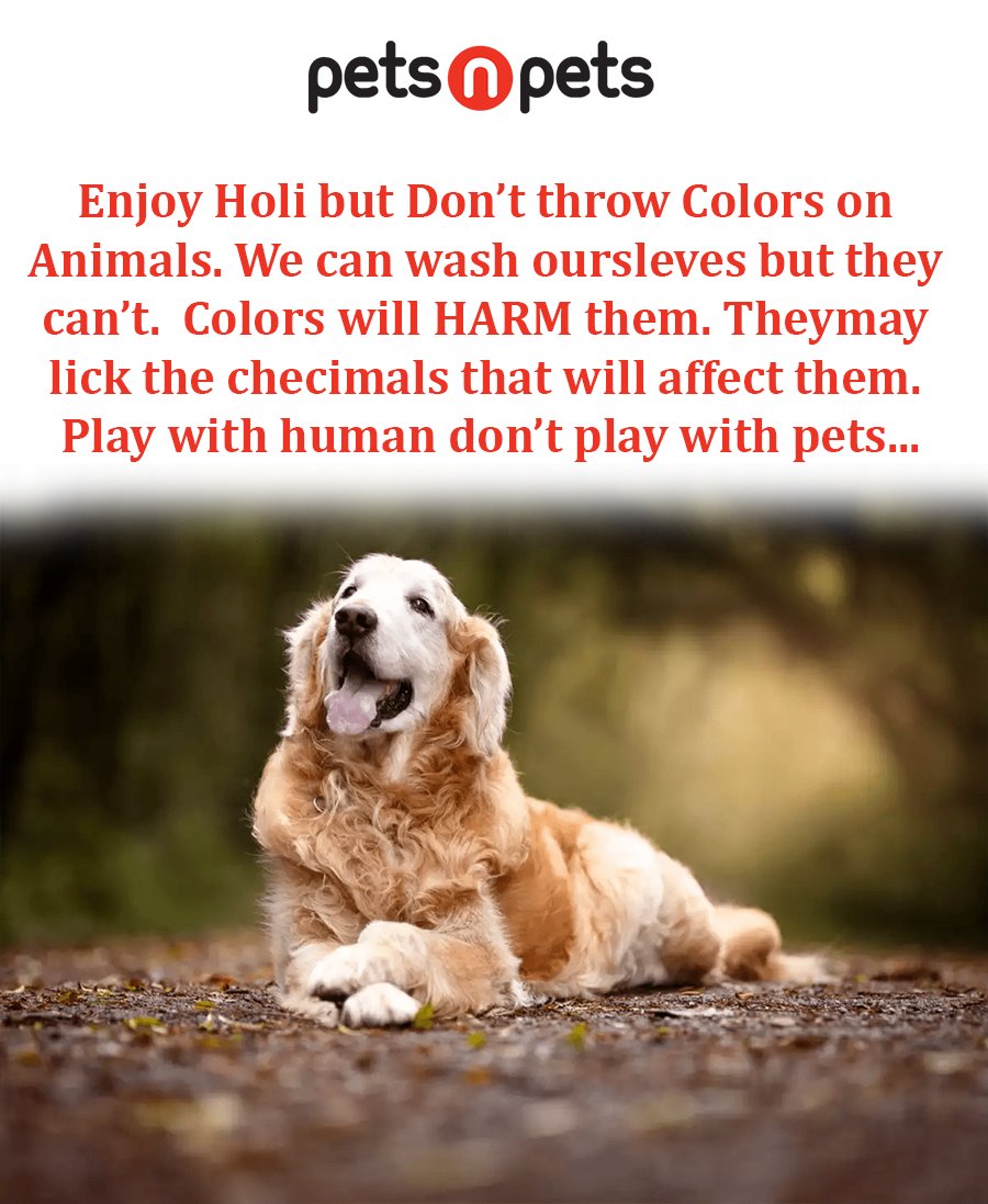 petsnpetsin's tweet image. This Holi, shower your pets in love. Instead of bathing them in toxic colors, color their lives by treating them with Just Dogs' products. Keep this Holi, holy not unholy. Just Dogs wishes you a wonderful and happy Holi #justdogs #1petretailstore #happiestplaceforpets  #holi