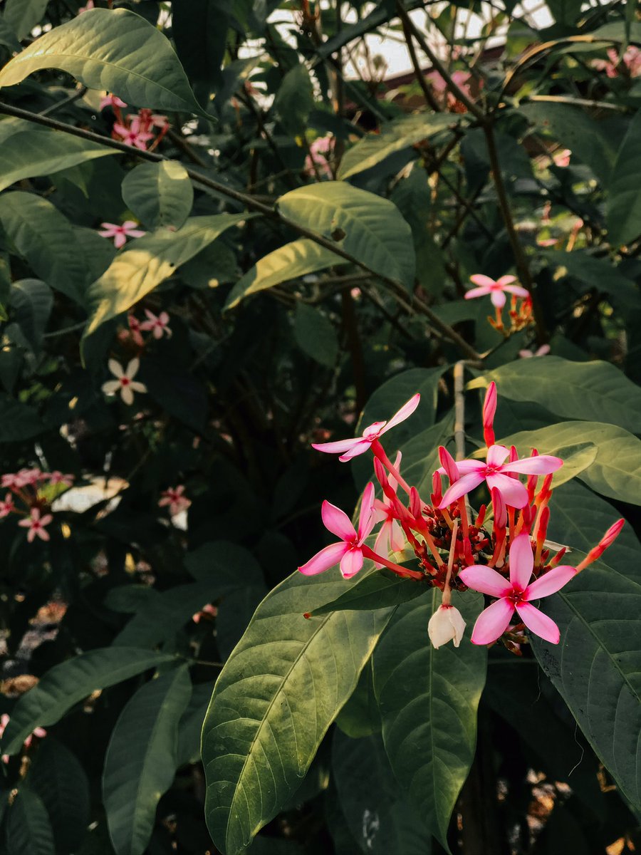 RoseLoveEat's tweet photo. 🌸💓🌸
#love #flower #flowerlovers #nature #naturelovers #plans #plantstyle #garden #instagood #photooftheday #ilikeit #likeaway #likeforlike #like4like #likes4follower #rosielikesthis🌷💓🥀 https://t.co/gORM4oaAJN