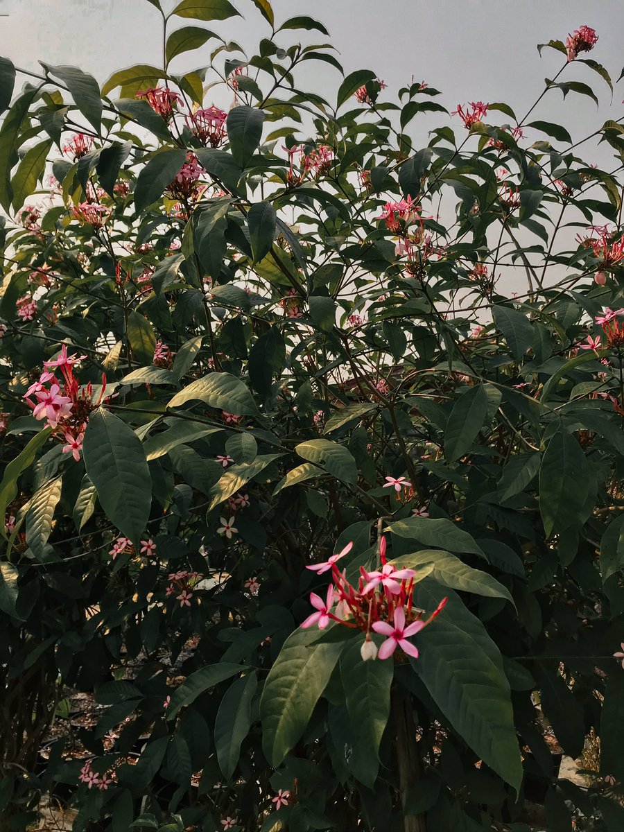 RoseLoveEat's tweet photo. 🌸💓🌸
#love #flower #flowerlovers #nature #naturelovers #plans #plantstyle #garden #instagood #photooftheday #ilikeit #likeaway #likeforlike #like4like #likes4follower #rosielikesthis🌷💓🥀 https://t.co/gORM4oaAJN