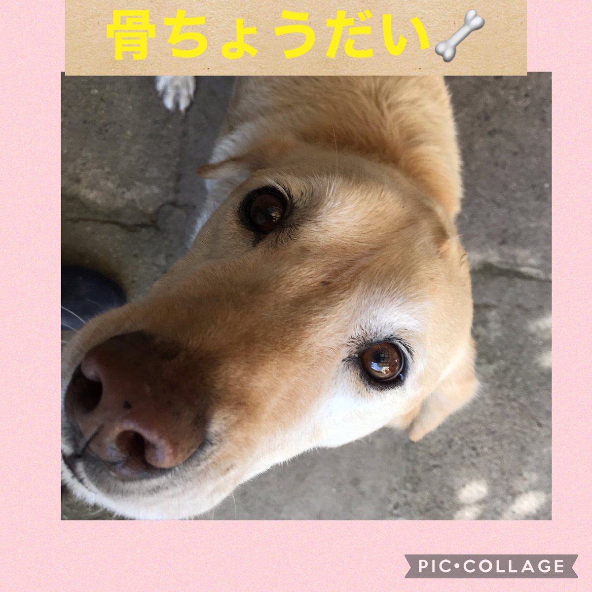 神保あゆ なりたい顔になる顔ヨガレッスン 犬は肉食だとか カルシウム不足になるから生骨食べさせなきゃダメとか 内臓も必要だとか 私の中では当たり前な犬の食事も 知らない人はたくさんいるわけで そんな豆知識をline公式で定期的に発信してます