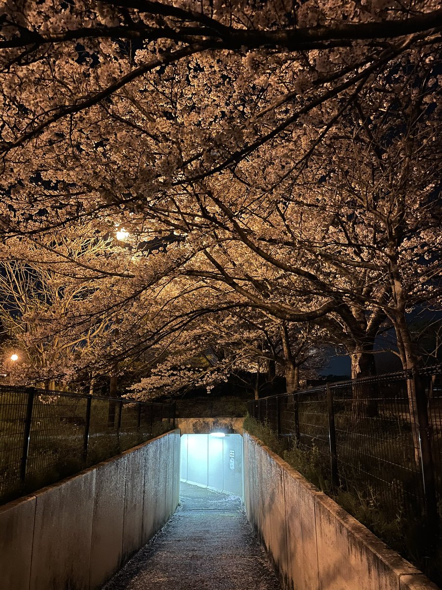 ko_mori4 tweet media