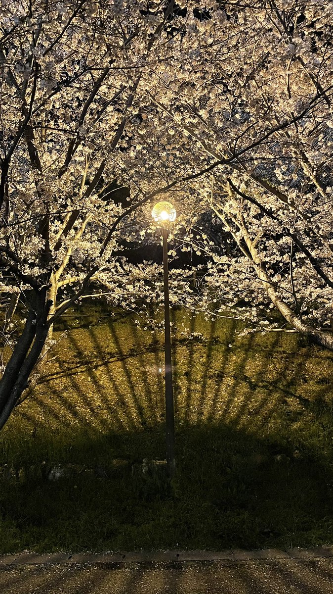 ko_mori4 tweet media