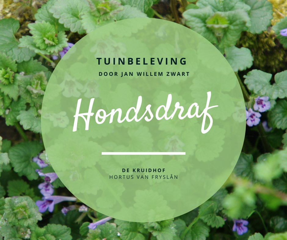Iedere maand deelt Jan Willem Zwart zijn persoonlijke 'tuinbeleving'. In de maand maart gaat het over de hondsdraf. Dit kruidige, sterk ruikende plantje brengt mooie jeugdherinneringen boven en blijkt een échte alleskunner… 

Lees het volledige blog hier: dekruidhof.nl/de-hondsdraf/