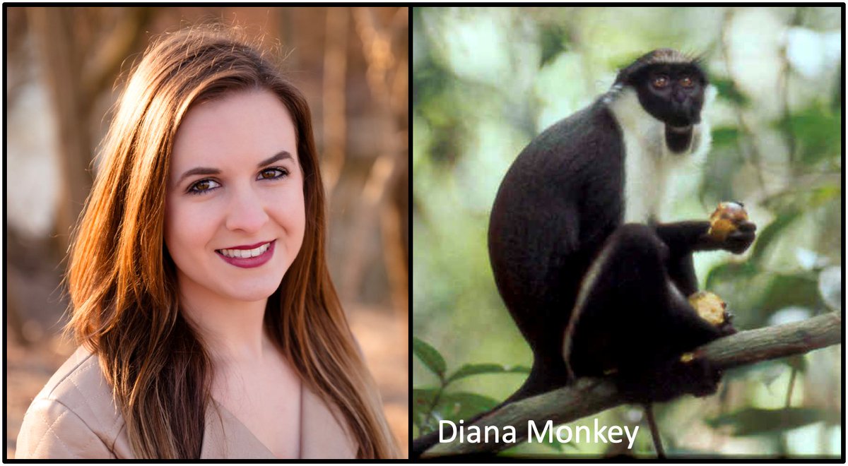 OSUVetPrevMed's tweet photo. Tessa (from @OSUanthro) analyzed the #GutMicrobiome of seven sympatric #primate species living in the #TaiForest and found diet, host phylogenetic relationship, and strata use all shape the microbiota. She will be presenting at the @PhysAnth conference in April! @Hale_Microbes https://t.co/5nBp4oCEDM