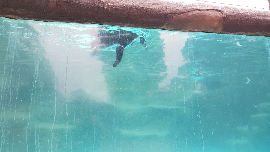 Zoo_Notes's tweet photo. Here is the penguin pool at @HarewoodHouse with someone having fun feeding the penguins. Penguins always look so at home in the water and so awkward out the water. https://t.co/PB1hMtinD1